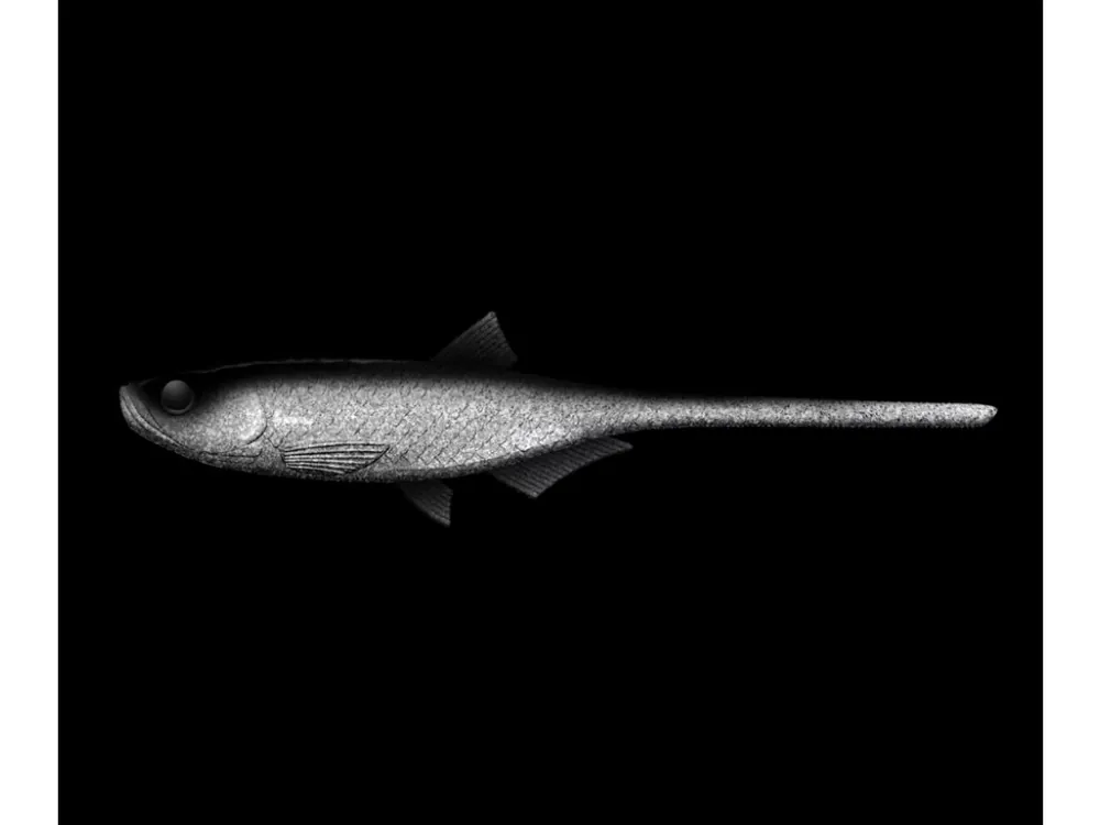LIBRA LURES Bleak Slug Tail 8,2″ – 21cm – Ghost 002 Sezónní Sleva